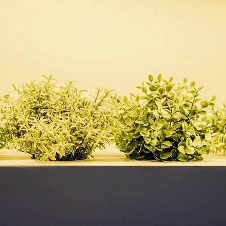 Confidence San Silvestro 4*